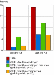 Figur 2. Andelen av verdens befolkning som sulter i 1990 og 2080. FN-scenariene A1 og A21  1 De blå søylene representerer modellsimuleringer som ikke tar hensyn til klimaendringer overhodet. De grønne søylene tar hensyn til klimaendringene i form av høyere temperatur og endret nedbørsmønster. De gule søylene tar i tillegg hensyn til at økt CO2-konsentrasjon øker produktiviteten gjennom stimulans av fotosyntesen. Kilde: Fischer mfl. (2005), (IPCC 2007b)