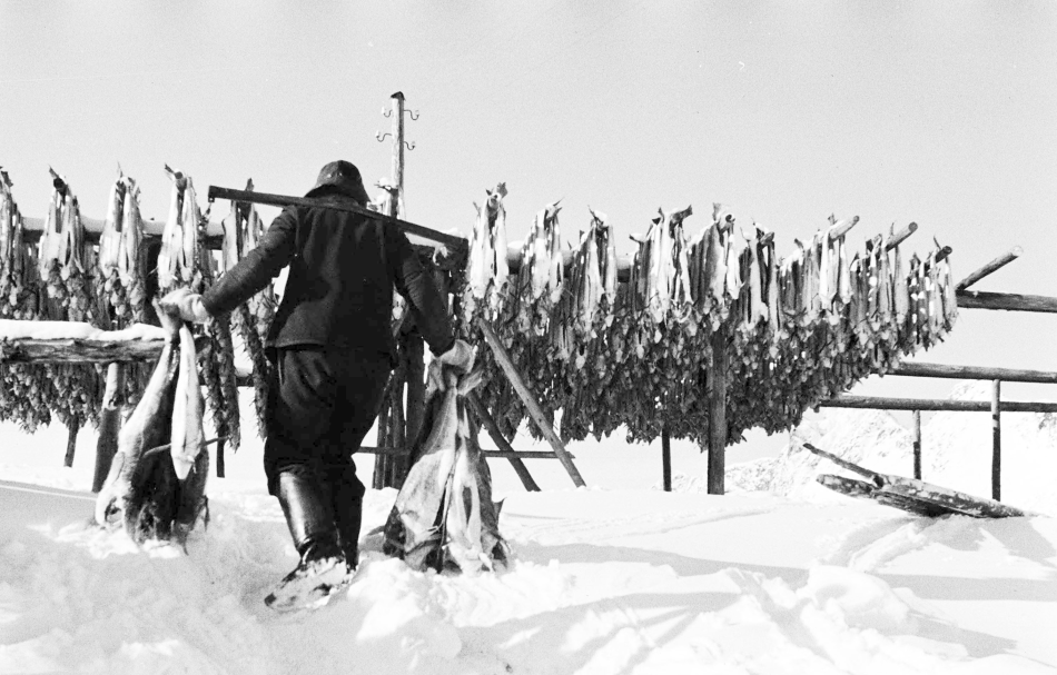 Tørrfisk i Svolvær i 1936