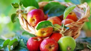 Trekurv med epler og blader fra epletre