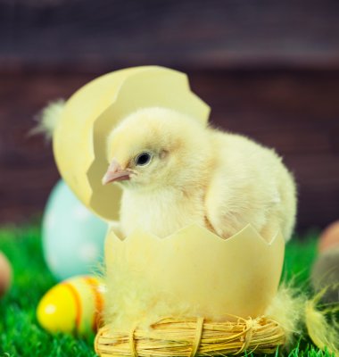 Illustrasjonsfoto av en kylling i et egg